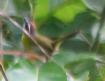 [Rufous-capped Warbler]