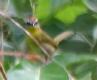 [Rufous-capped Warbler]