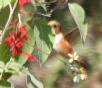 [Rufous Hummingbird]