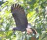 [Snail Kite]