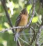 [Tufted Flycatcher]