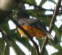 [Violaceous Trogon]