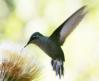 [White-eared Hummingbird]