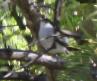 [White-lored Gnatcatcher]