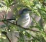 [White-lored Gnatcatcher]