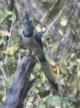 [White-throated Magpie-jay]