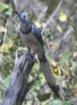 [White-throated Magpie-jay]