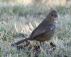 [White-throated Towhee]