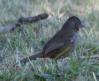 [White-throated Towhee]