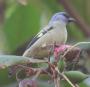 [Yellow-winged Tanager]