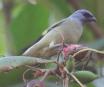 [Yellow-winged Tanager]