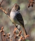 [Ash-throated Flycatcher]