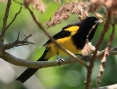[Black-cowled Oriole]