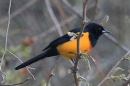 [Black-vented Oriole]