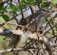 [Cinnamon-tailed Sparrow]