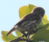 [Ferruginous Pygmy-Owl]