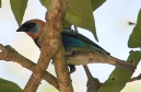 [Golden-hooded Tanager]
