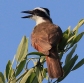 [Great Kiskadee]