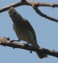 [Northern Beardless Tyranulet]