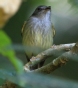 [Northern Bentbill]