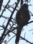 [Oaxaca Sparrow]