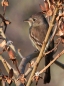 [Pileated Flycatcher]