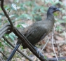 [Plain Chachalaca]