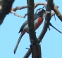 [Red-breasted Chat]