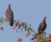 [Red-billed Pigeon]