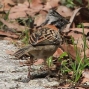 [Rufous-collared Sparrow]