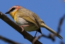 [Rufous-capped Warbler]