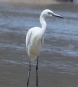 [Reddish Egret]