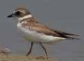 [Semipalmated Plover]