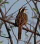 [Stripe-headed Sparrow]