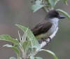 [Thick-billed Kingbird]