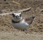 [Wilson's Plover]