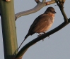 [White-throated Towhee]