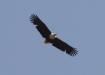 [African Fish-Eagle]