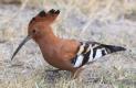 [African Hoopoe]