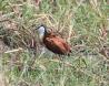 [African Jacana]