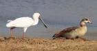 [African Spoonbill]