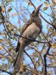 [African Grey Hornbill]