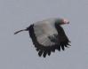 [African Harrier-Hawk]