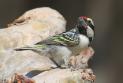 [Acacia Pied Barbet]