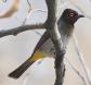 [African Red-eyed Bulbul]