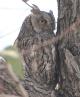 [African Scops Owl]