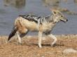 [Black-backed Jackal]