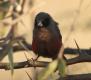 [Black-faced Waxbill]