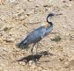 [Black-headed Heron]