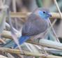 [Blue Waxbill]